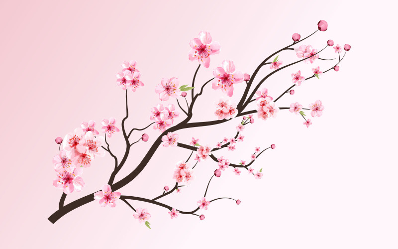 Cherry Blossom Blooming Sakura Vector Illustration