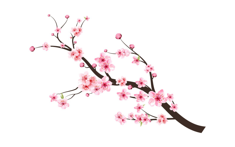 Cherry Blossom Branch with Sakura Flower Illustration