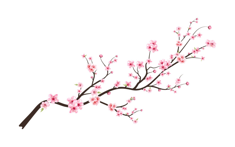 Cherry Blossom Flower with Watercolor cherry bud Illustration