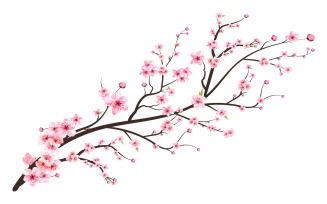 Cherry Blossom Flower with Watercolor Shades