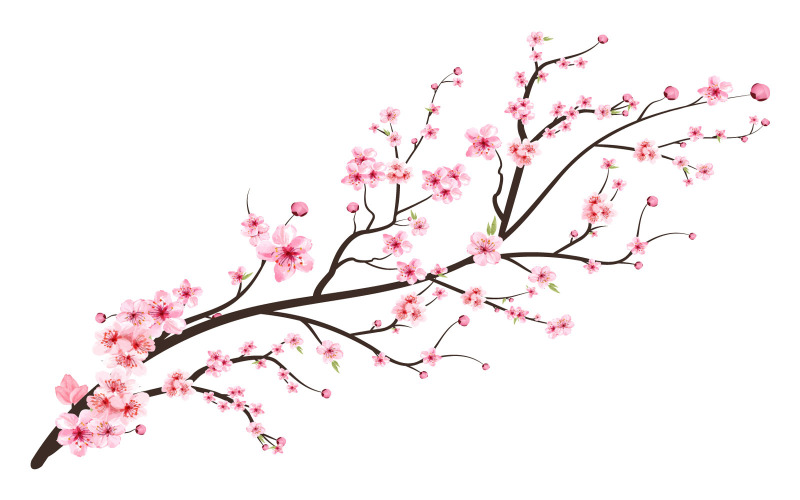Cherry Blossom Flower with Watercolor Shades Illustration