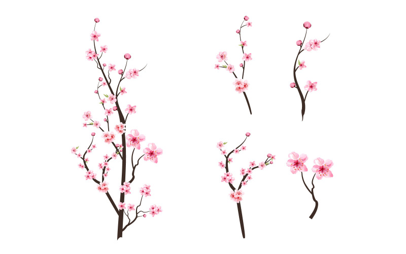Cherry Blossom Pink Watercolor Flowers Illustration
