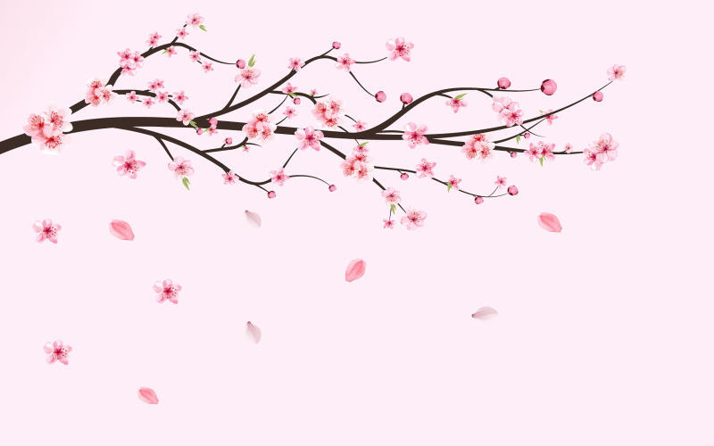 Cherry Blossom Sakura Flower Falling Illustration
