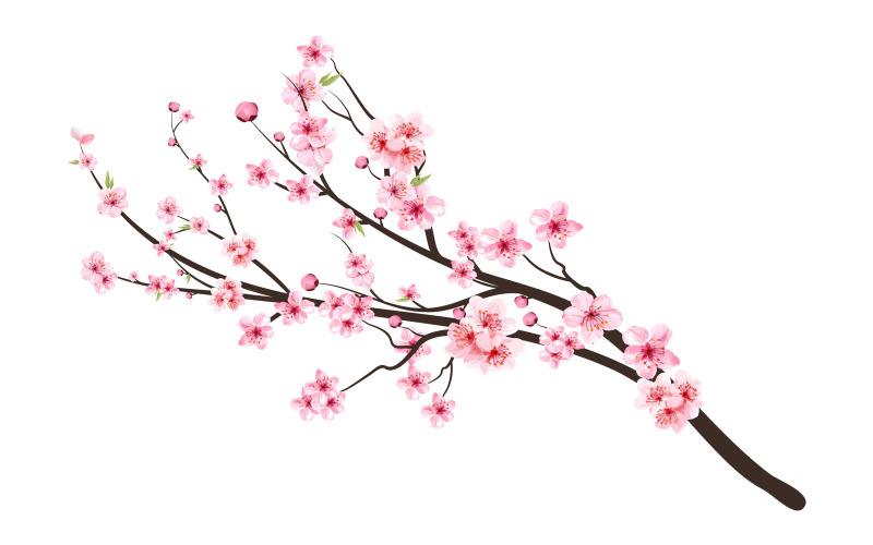 Cherry Blossom Tree Branch with Sakura Flower Illustration