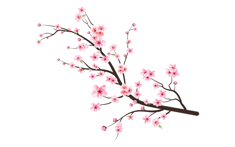 Cherry Blossom Tree Branch with Sakura Illustration