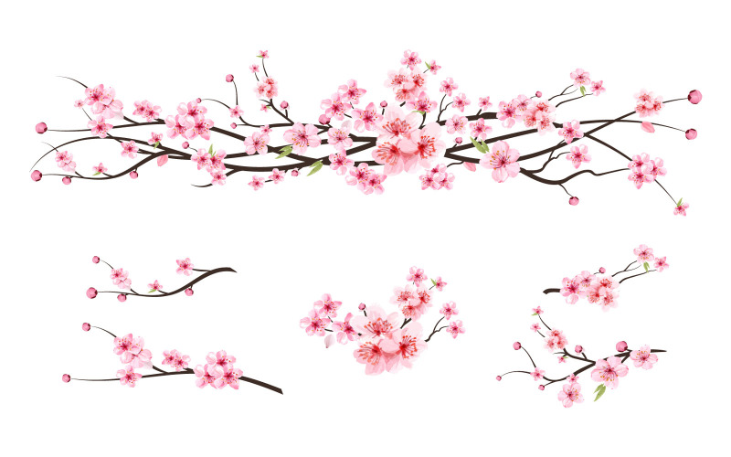 Cherry Blossom Watercolor Sakura Flower Illustration
