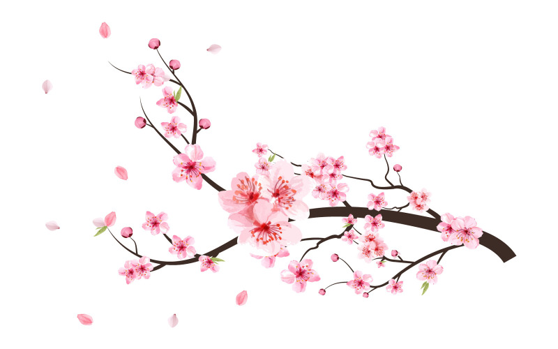 Cherry Blossom with Pink Sakura Flowers Illustration