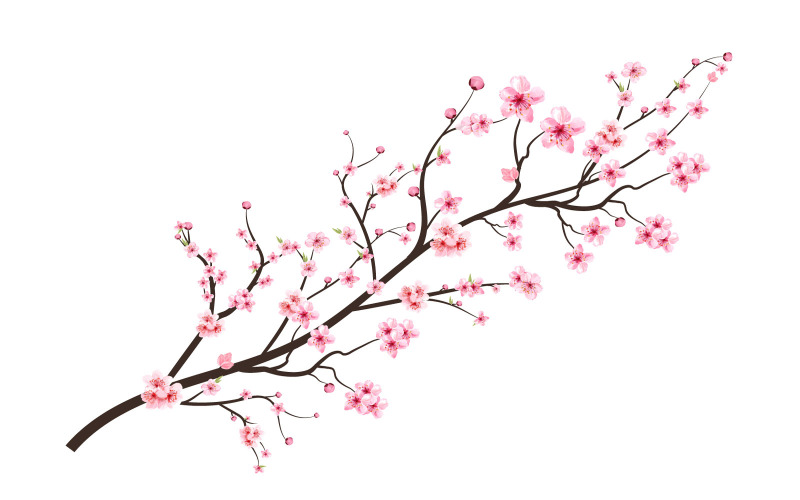 Cherry Blossom with Watercolor Sakura Illustration