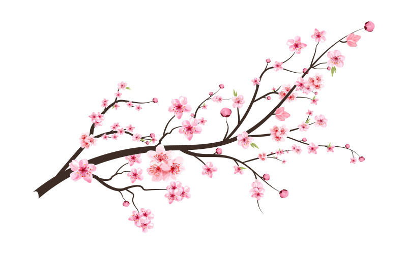 Japanese Cherry Blossom with Pink Sakura Flower Illustration