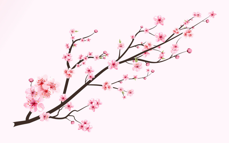 Japanese Cherry Blossom with Pink Sakura Illustration