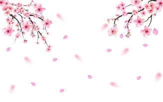 Realistic Cherry Blossom Flower Falling
