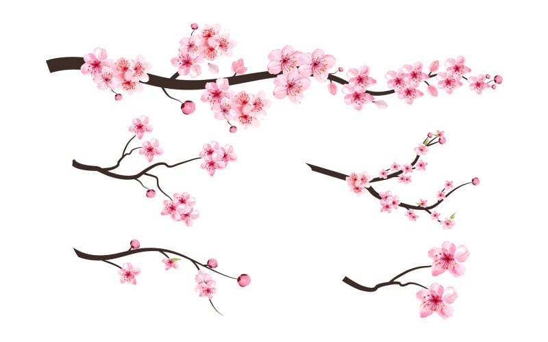Sakura Branch with Pink Blossom Illustration