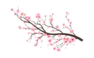 Cherry Blossom Branch Flowers Blooming
