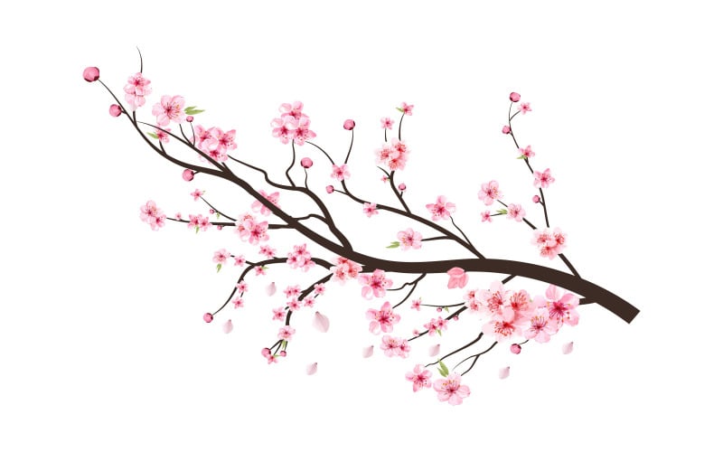 Cherry Blossom Branch Flowers Blooming Illustration
