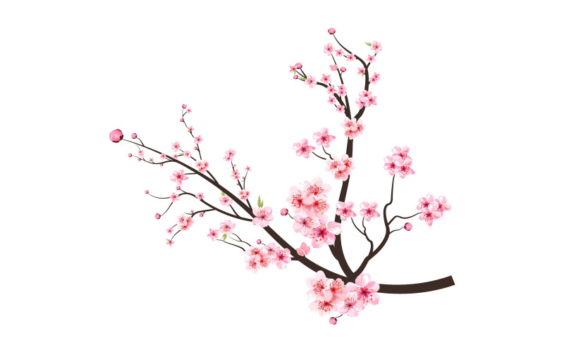 Cherry Blossom Branch with Pink Flowers Illustration