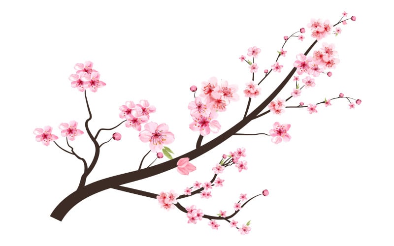 Cherry Blossom Branch with Pink Sakura Illustration