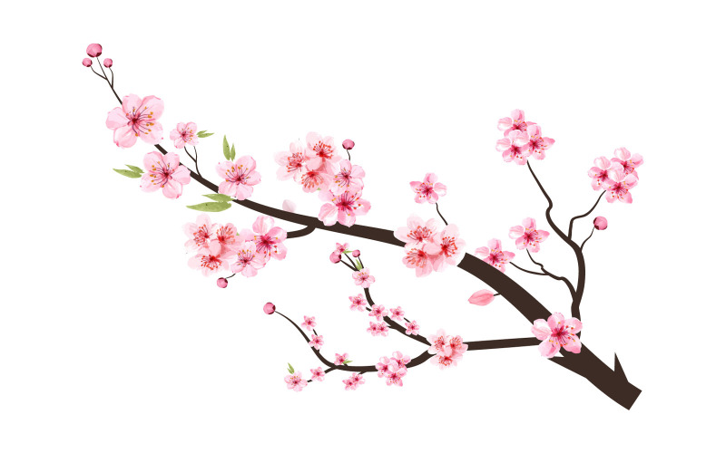 Cherry Blossom Branch with Sakura Flower Bud Illustration