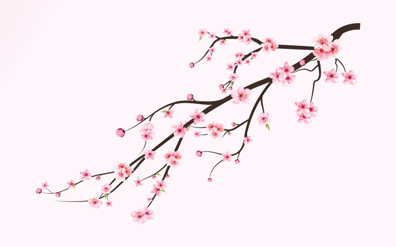 Cherry Blossom Branch with Sakura Flower Design Illustration