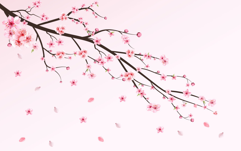Cherry Blossom Flower Falling Background Illustration