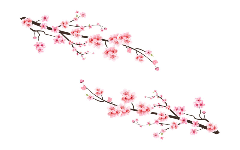 Cherry Blossom Flower with Watercolor Petal Illustration