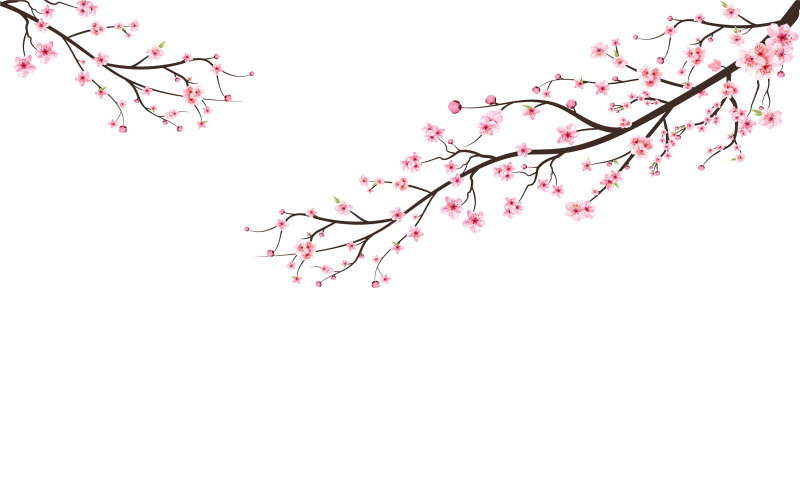 Cherry Blossom Japanese Pink Flower Bud Illustration