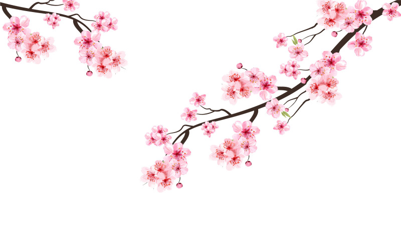 Cherry Blossom Watercolor Flower Illustration