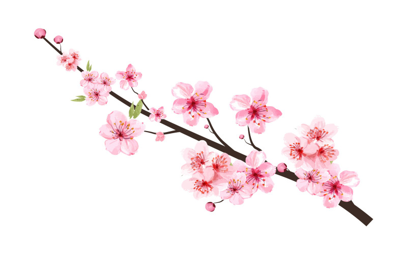 Cherry Blossom with Blooming Pink Flower Illustration