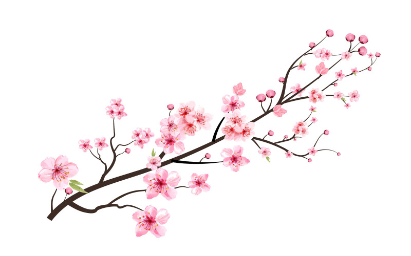Cherry Blossom with Pink Sakura Flower Petal Illustration