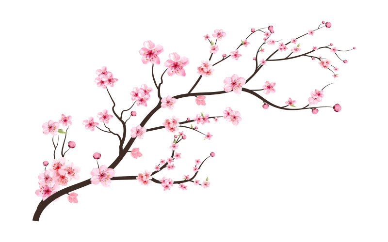 Cherry Blossom with Spreading Sakura Bud Illustration