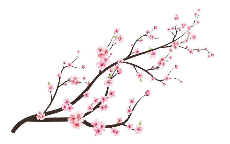 Japanese Cherry Blossom with Pink Flower Illustration