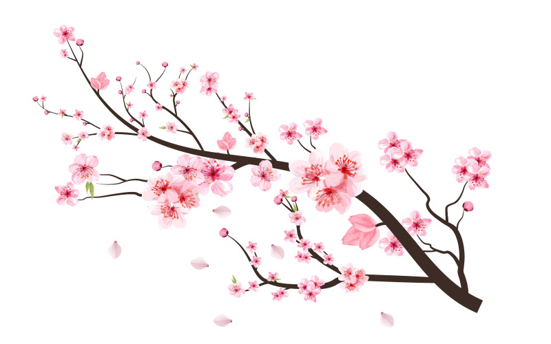 Japanese Cherry Blossom with Pink Sakura Flower Vector Illustration