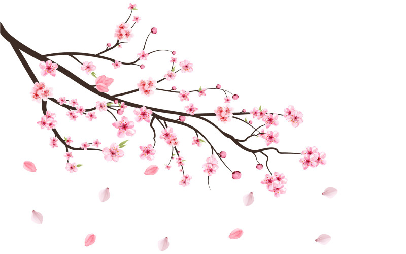 Japanese Cherry Blossom with Sakura Bud Illustration