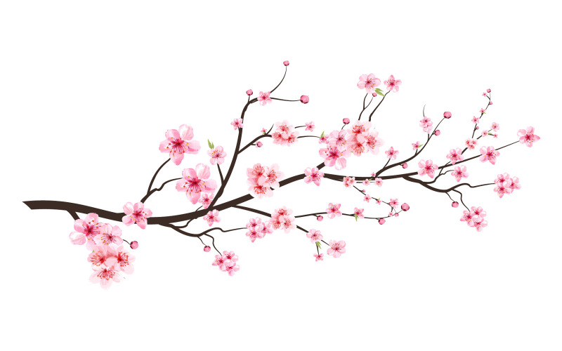 Realistic Cherry Blossom with Watercolor Illustration