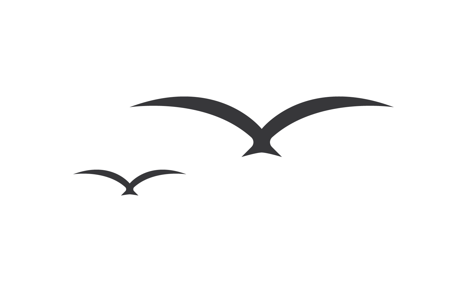 Seagul bird illustration vector design Logo Template