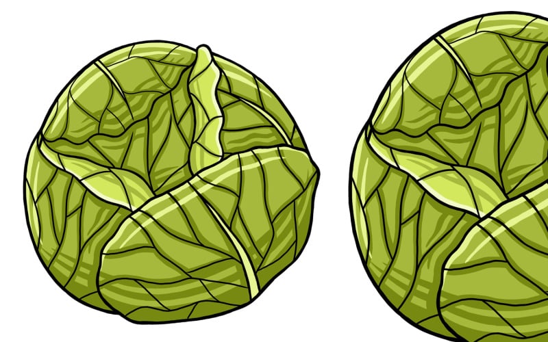 Cabbage Vector Illustration Vector Graphic