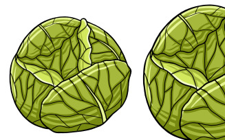Cabbage Vector Illustration