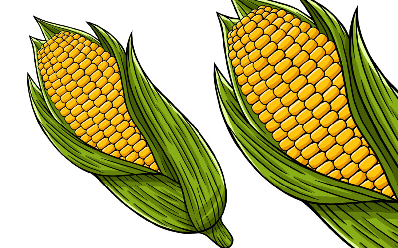 Corn Vegetable Vector Illustration Vector Graphic