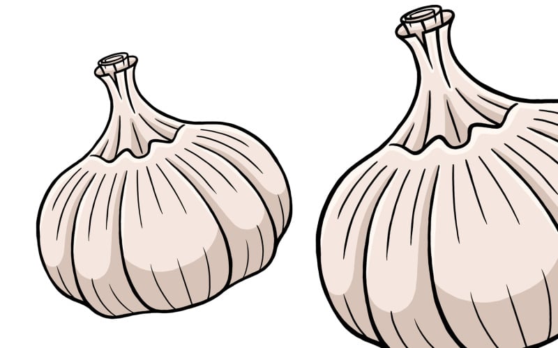 Garlic Vector Illustration Vector Graphic