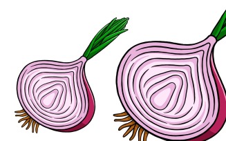 Onion Vector Illustration #01