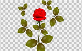 Rose realistic rose leaf and bud with red flowers concept