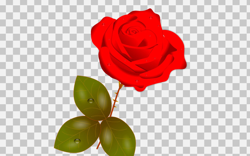 vector red rose realistic rose bouquet with red flowers Illustration