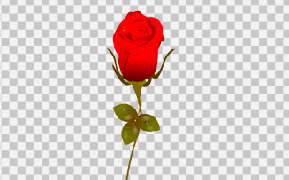 vector rose realistic rose leaf and bud with red flower concept