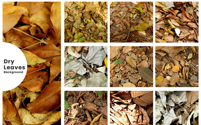Dry Autumn Leaves Texture Background. Flat Lay Dry Leaves Texture. Autumn Leaves Background