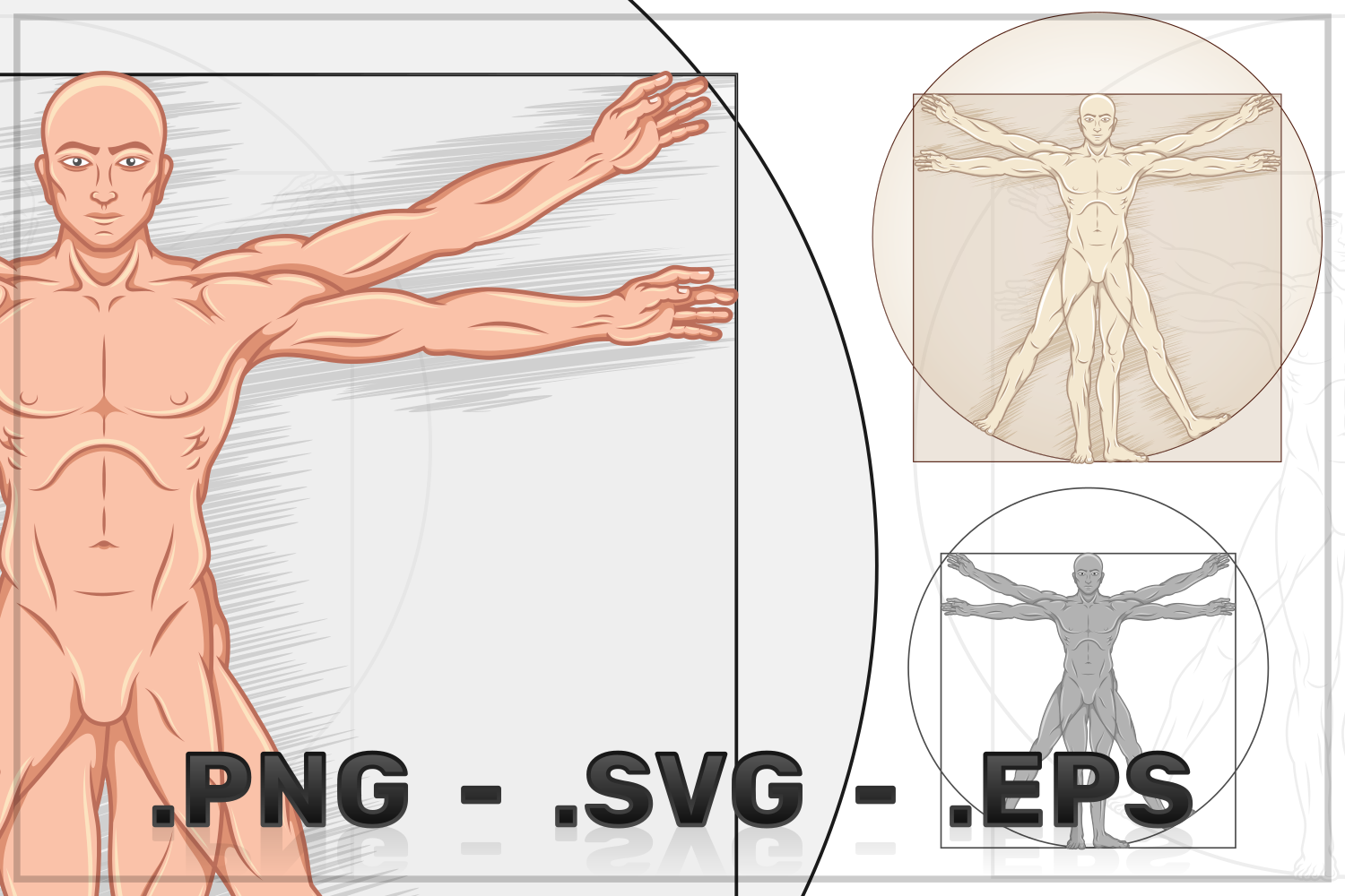 Vector Design Vitruvian Man Human Proportions