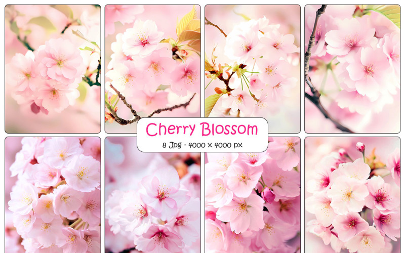 Pink cherry blossom background and Realistic sakura with pink flowers and falling petals Background