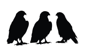 Hawk silhouette in different positions