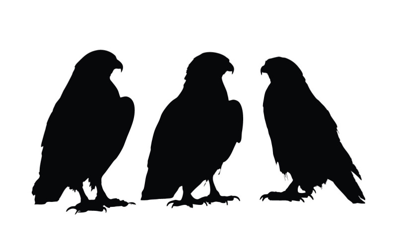 Hawk silhouette in different positions Illustration