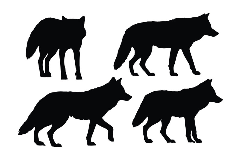 Coyote walking in different positions Illustration