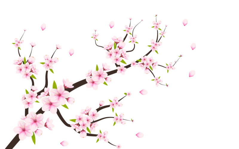 Cherry blossom cherry blossom flower blooming . pink sakura flowers Illustration