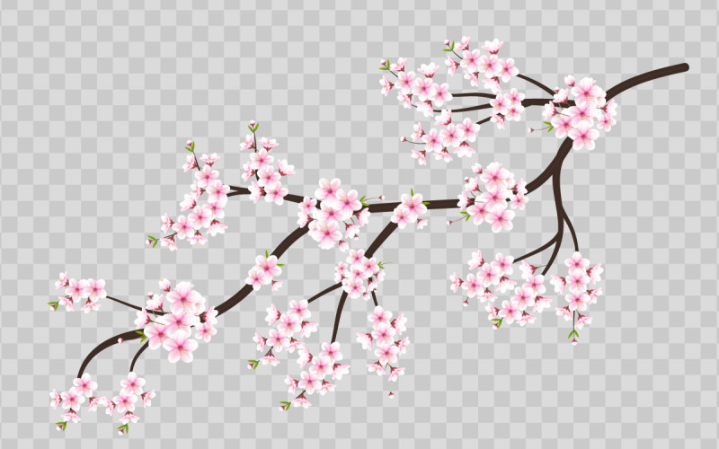 Cherry blossom, cherry blossom flower blooming and vector. pink sakura flower Illustration